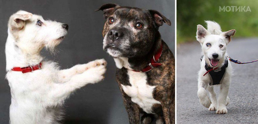 blind-dog-guide-best-friends-abandoned-rescued-stray-aid-shelter-glenn-buzz-7