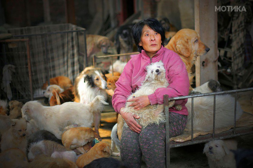 rescued-dogs-yulin-dog-meat-festival-china-1