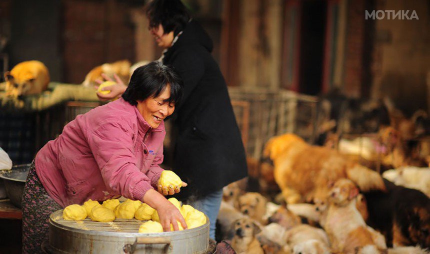 rescued-dogs-yulin-dog-meat-festival-china-10