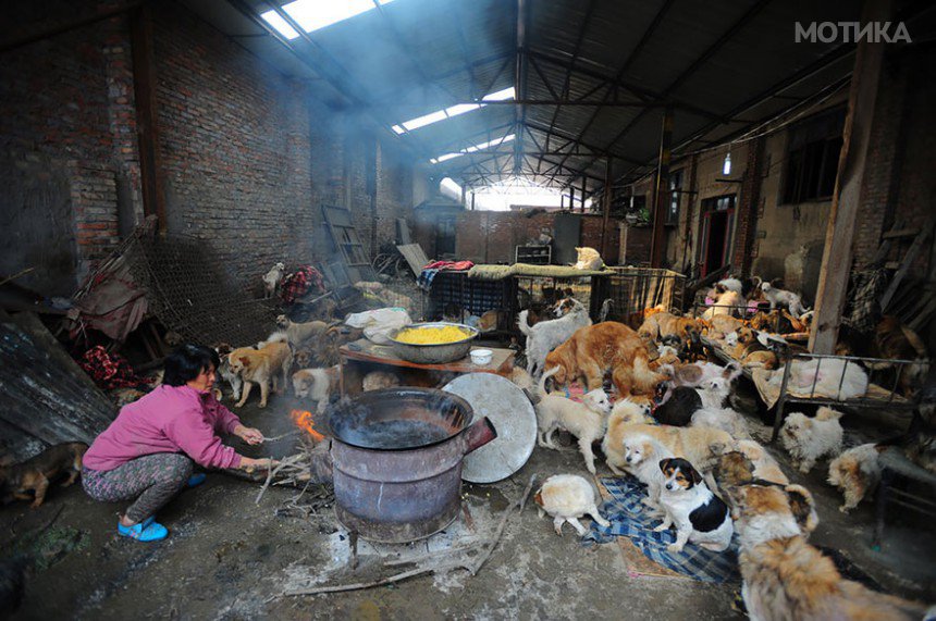 rescued-dogs-yulin-dog-meat-festival-china-11