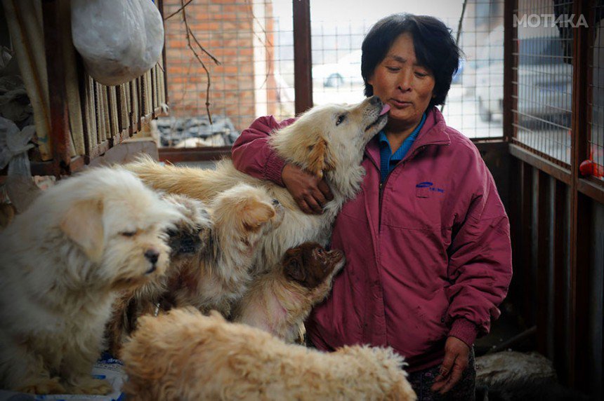 rescued-dogs-yulin-dog-meat-festival-china-12