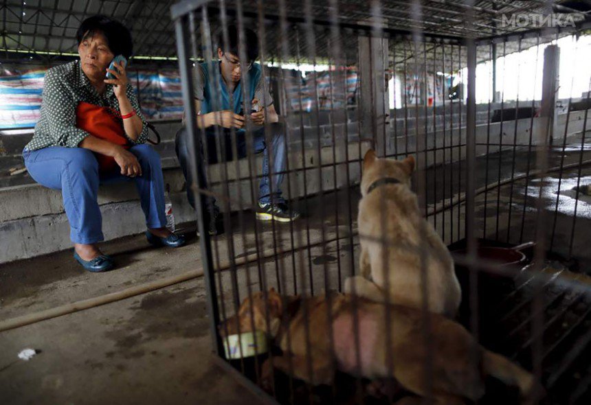 rescued-dogs-yulin-dog-meat-festival-china-21