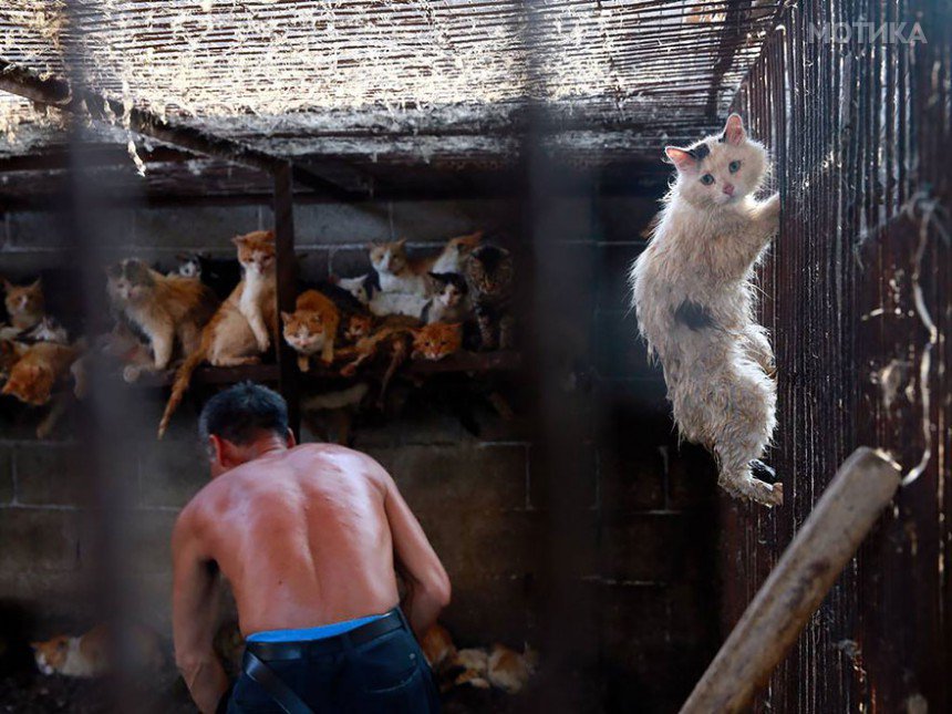 rescued-dogs-yulin-dog-meat-festival-china-23