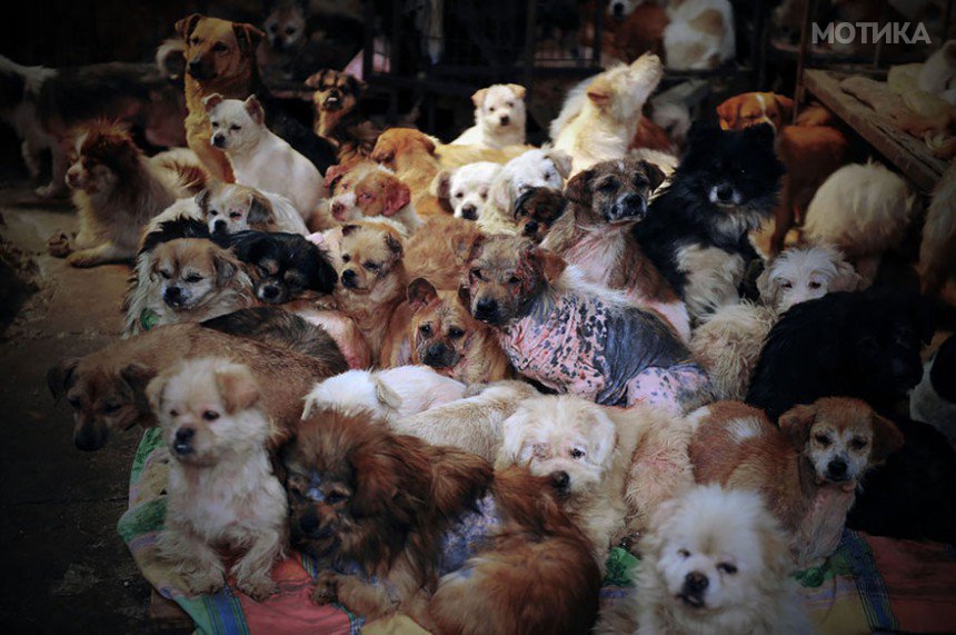 rescued-dogs-yulin-dog-meat-festival-china-4