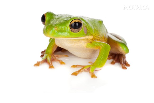Watching tree frog