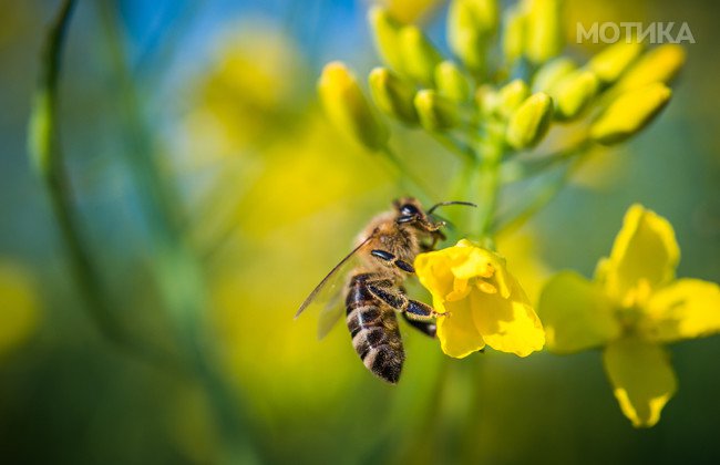 Bee on a yellow flower