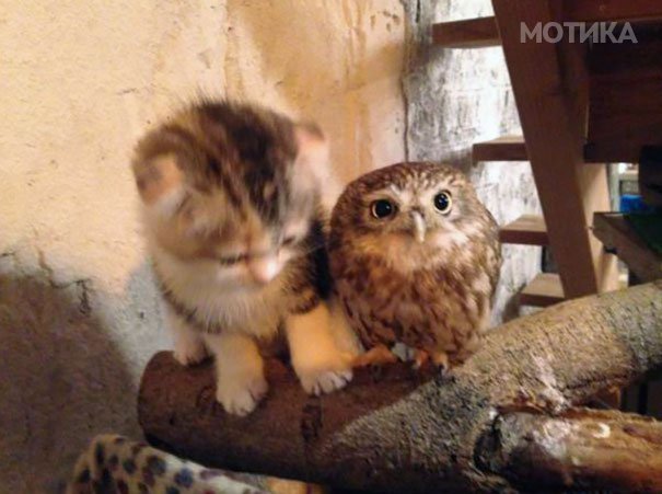 kitten-owl-best-friends-fuku-marimo-hukulou-coffee-japan-32