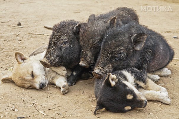 sleeping-puppy-15__605