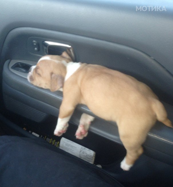 sleeping-puppy-62__605