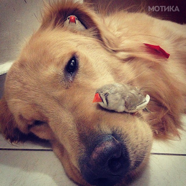 bob-golden-retriever-sao-paulo-131