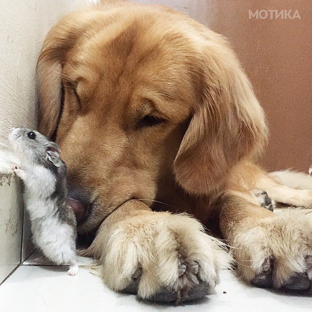 bob-golden-retriever-sao-paulo-421