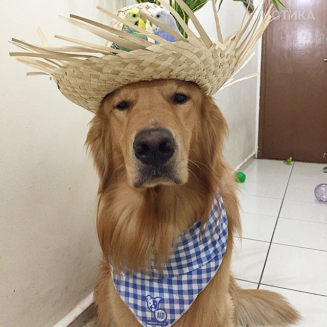 bob-golden-retriever-sao-paulo-541