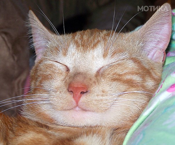 XX-Smiling-Cats-10__605