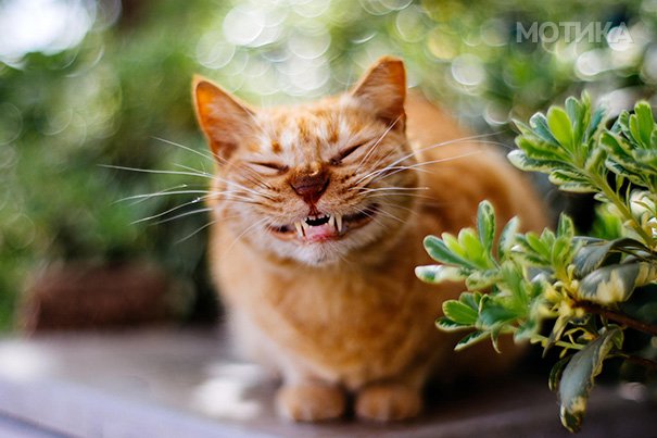 XX-Smiling-Cats-8__605