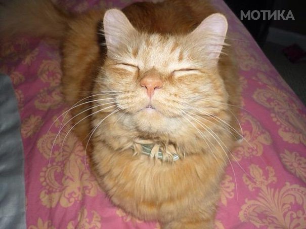 smiling-cat-1__605