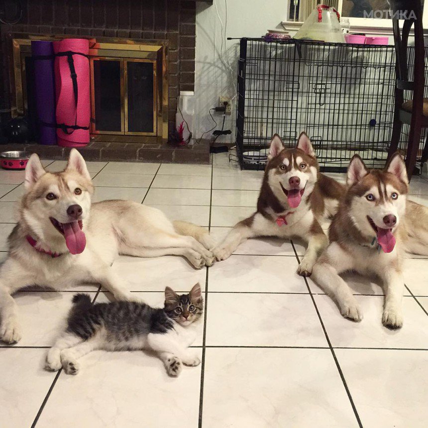husky-dog-mother-rescues-kitten-lilo-rosie-5