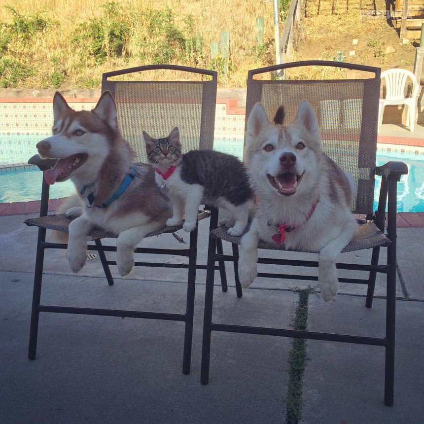 husky-dog-mother-rescues-kitten-lilo-rosie-7