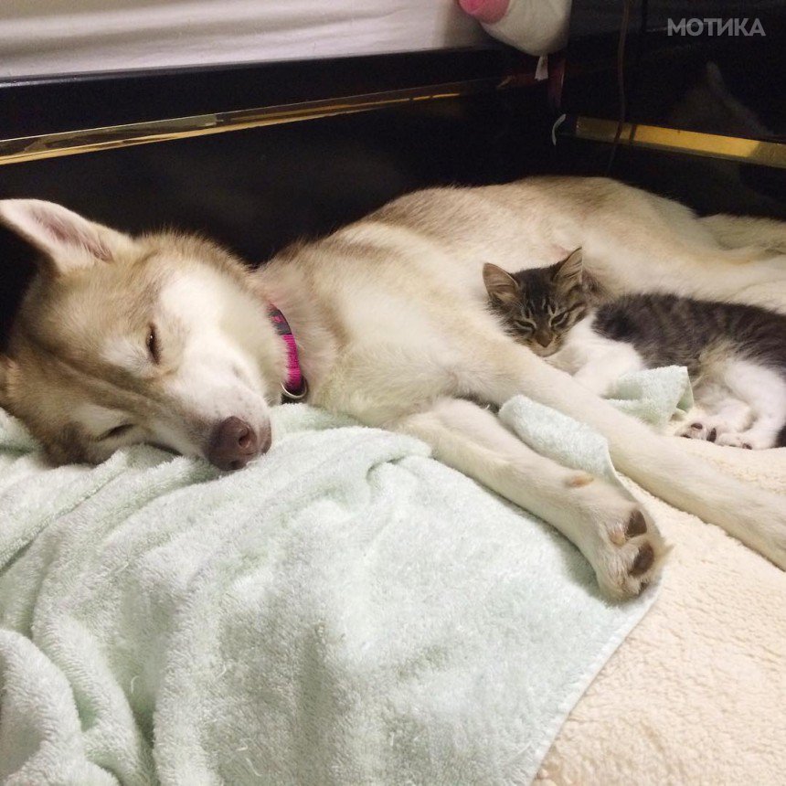 husky-dog-mother-rescues-kitten-lilo-rosie-8