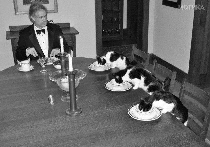 man-fancy-dinner-with-cats-wife-vacation-1