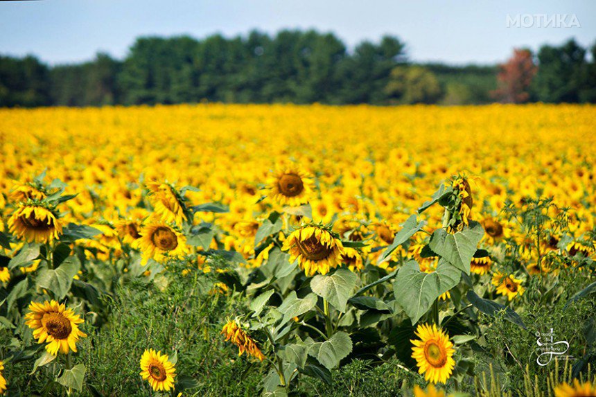 babbettes-seeds-hope-cancer-sunflower-four-miles-14