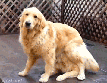 gif (2)