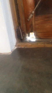 gif (30)