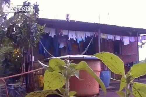 gif (6)