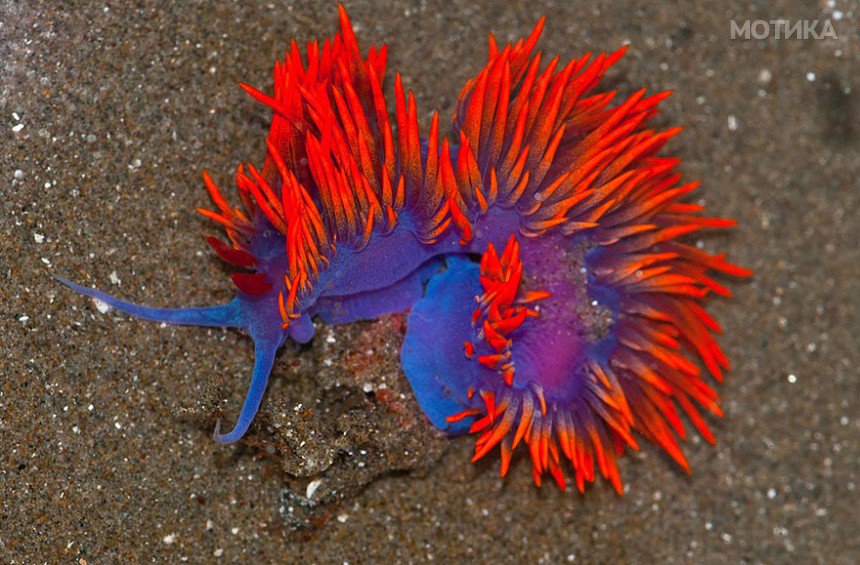 beautiful-unusual-sea-slugs-10__880