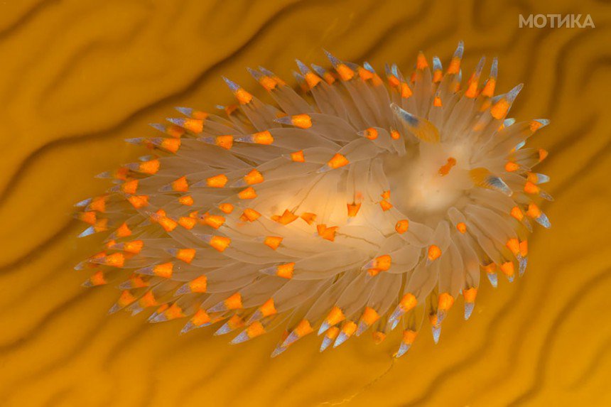 beautiful-unusual-sea-slugs-19__880