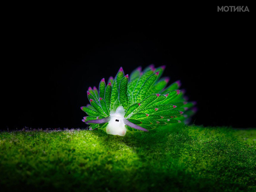 beautiful-unusual-sea-slugs-1__880