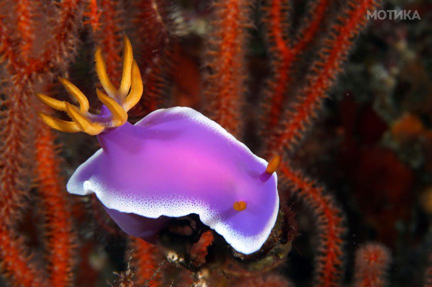 beautiful-unusual-sea-slugs-20__880