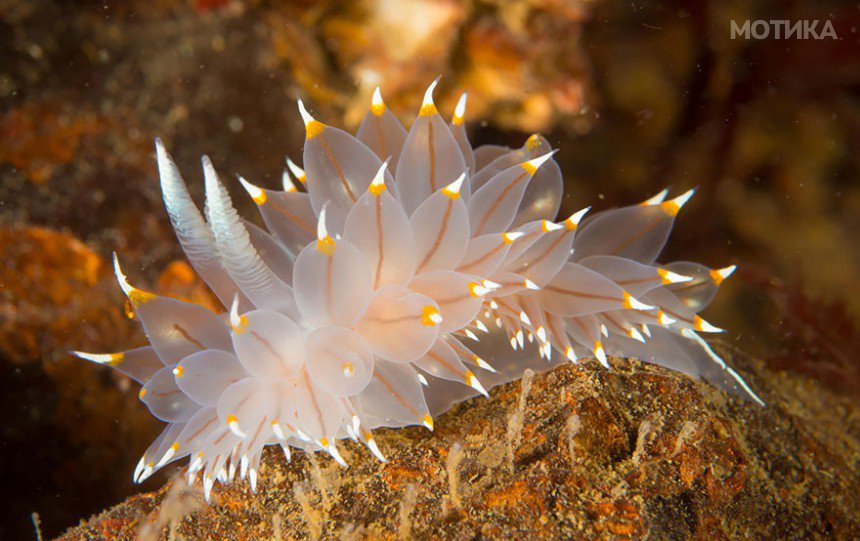 beautiful-unusual-sea-slugs-2__880