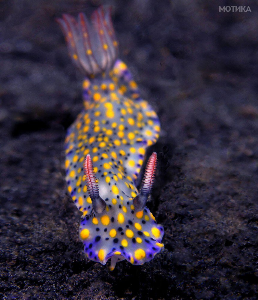 beautiful-unusual-sea-slugs-30__880