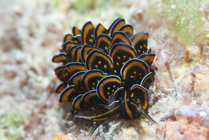 beautiful-unusual-sea-slugs-5__880