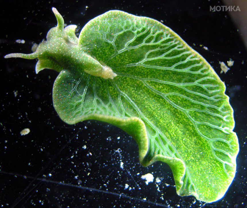 beautiful-unusual-sea-slugs-9__880