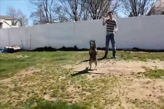 gif (15)