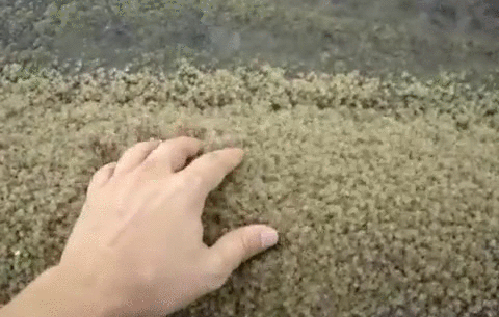 g (3)