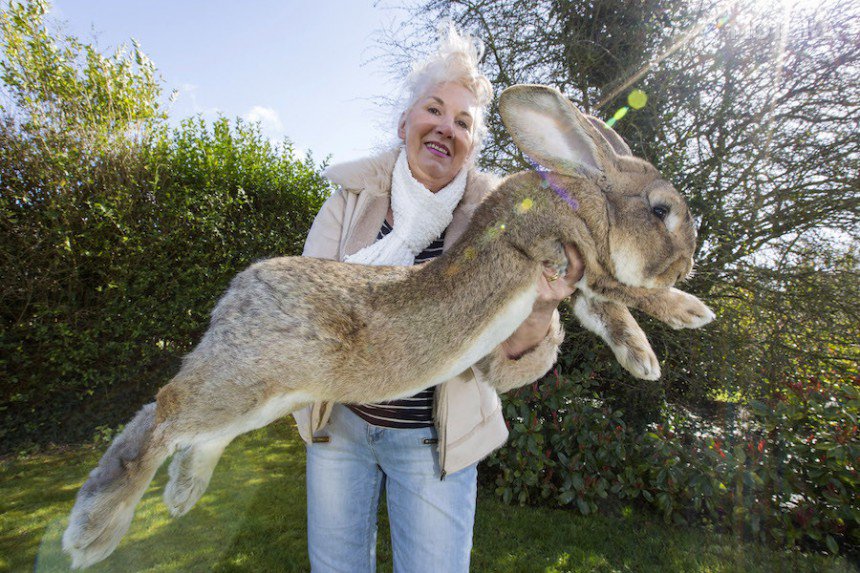 Jeff the Huge Rabbit