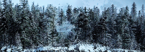 gif (20)