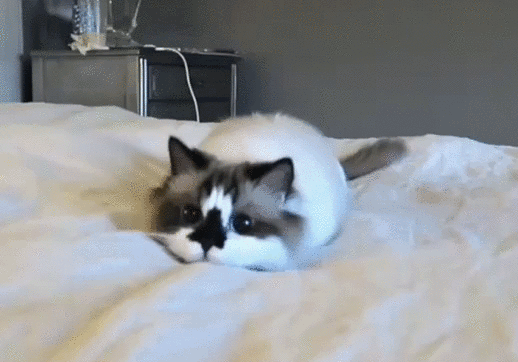 gif (4)