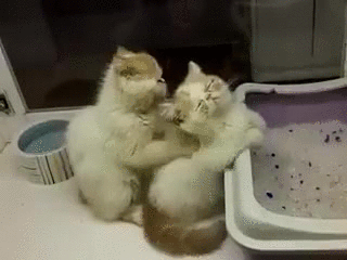 gif (10)