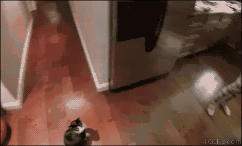 gif (12)