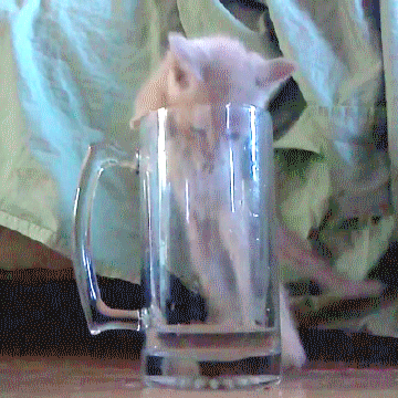 gif (13)