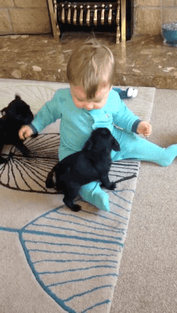 gif (2)