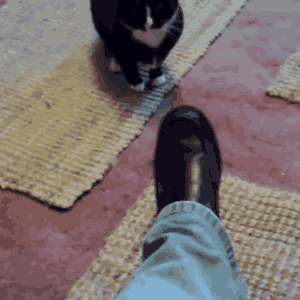 gif (20)