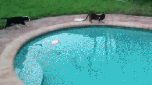 gif (9)