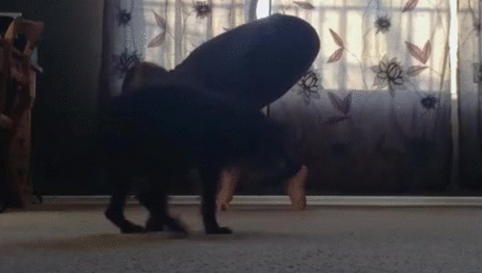 gif (10)