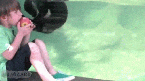 gif (14)