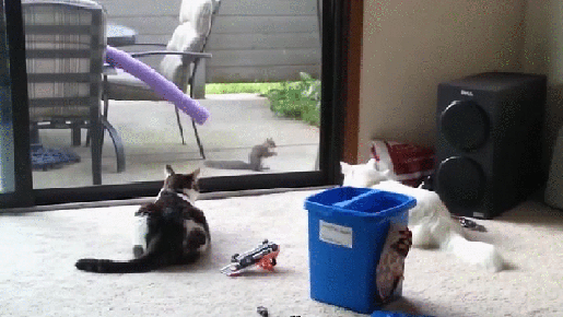 gif (7)