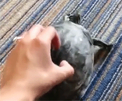 gif (11)